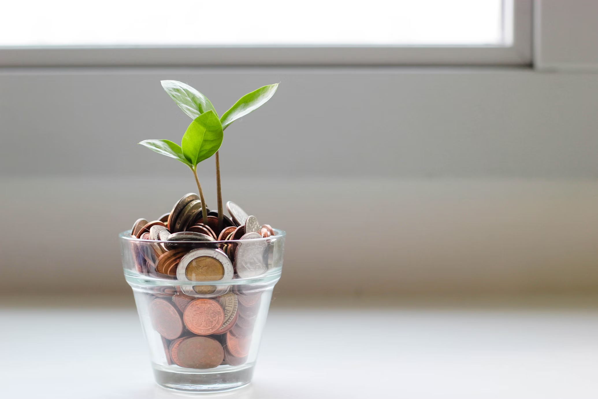 Cup of coins with plant in the middle 